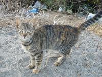 Miezekatze ...